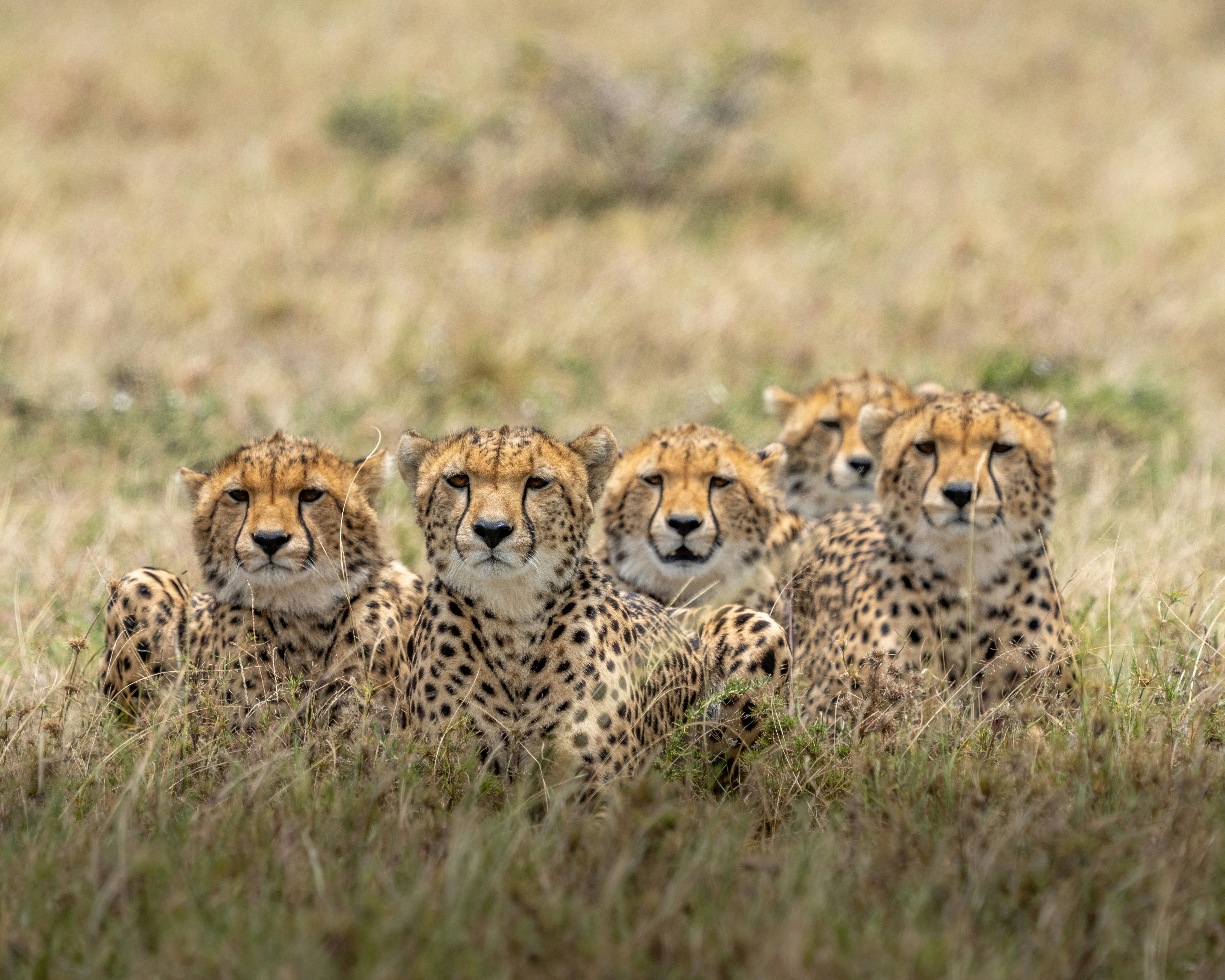 Cheetah mother with cubs on termite mound in Maasai Mara