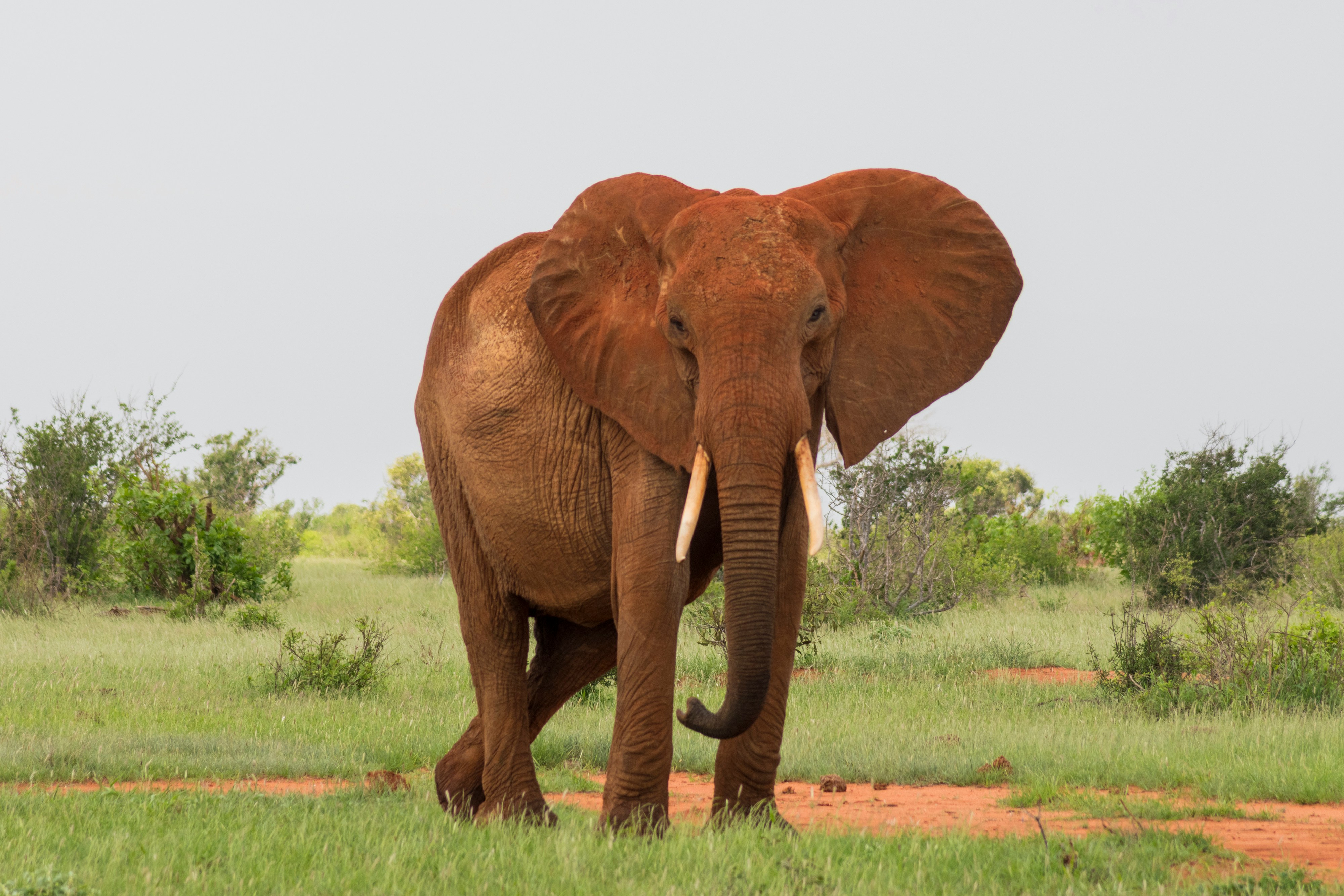 Red elephants of Tsavo dust bathing in golden light