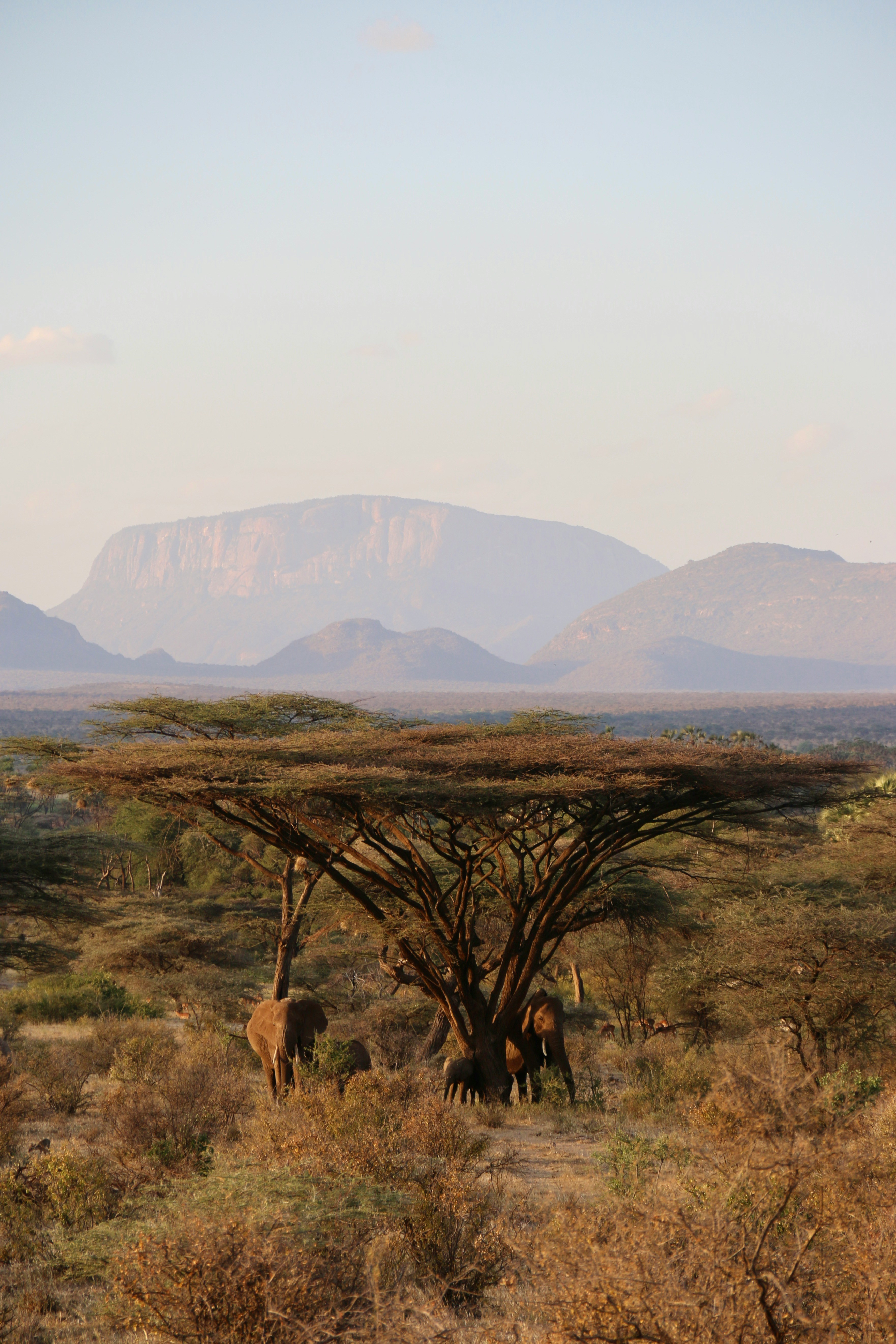 Reticulated giraffe feeding on acacia trees in Samburu