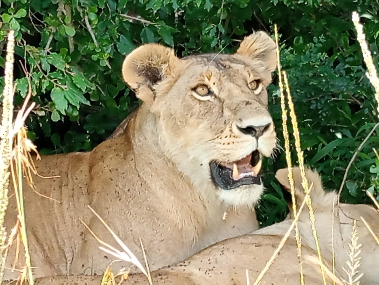 Elephant family walking with Mount Kilimanjaro in background at Amboseli